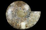 Cut & Polished Ammonite Fossil (Half) - Crystal Filled #184250-1